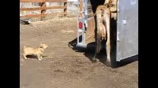 Pembroke Welsh Corgi Herding Cows [upl. by Coopersmith607]