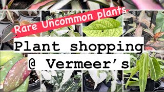 Rare Plant Shopping  Vermeer’s Orange Princess Hoya and Alocasia uncommon plant alert🚨 [upl. by Wynnie]