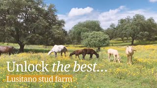 Meet Lusitano horses at this stud farm in Alentejo Portugal [upl. by Enilrad]