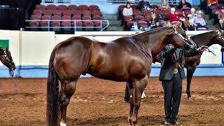 2017 AQHA Aged Stallions [upl. by Kirsten]