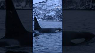 Why are orcas attacking and sinking boats [upl. by Immot]