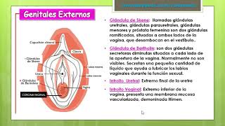 APARATO REPRODUCTOR FEMENINO Cotamania [upl. by Rudwik923]