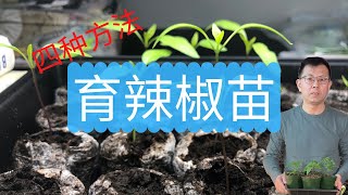 辣椒育苗的4种方法：你用的是哪一种呢？有好方法分享给大家哦。 [upl. by Nodnil]