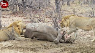 Male Lions Take Down Rhino [upl. by Duston]