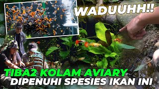 TIBATIBA KOLAM AVIARY DISERBU RATUSAN IKAN GUPPY 🙀 BURUNG PADA HAPPY [upl. by Brew298]