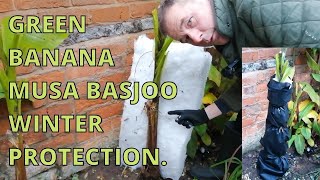 Musa Basjoo Japanese Banana Plant Winter Protection Exotic Tropical Garden [upl. by Nary]