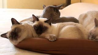 TONKINESE CATS La Gang di casa [upl. by Gino438]