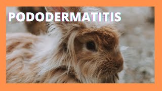 Pododermatitis en conejos y cobayas [upl. by Ardnaek773]