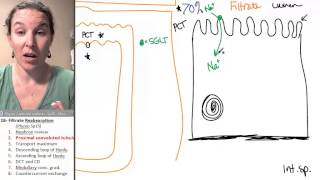 Structure of the NEPHRON Alevel Biology Ultrafiltration and selective reabsorption in the kidney [upl. by Hakan]