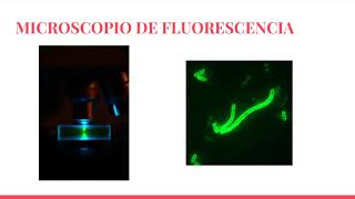 MICROSCOPÍA DE FLUORESCENCIA [upl. by Jeritah]