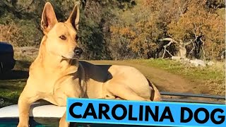 Carolina Dog  American Dingo  TOP 10 Interesting Facts [upl. by Yenterb]