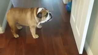 English Bulldog barking at harmless door [upl. by Burdelle152]