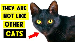 9 SURPRISING FACTS ABOUT BLACK CATS 🐈‍⬛🔥 I Bet You Don’t Know Them All [upl. by Saucy]