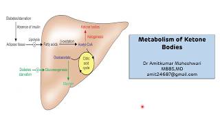 Ketone Bodies Metabolism  Ketogenesis  Ketosis  Biochemistry [upl. by Elolcin331]