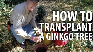 How to Transplant A Ginkgo Tree  The Dirt Doctor [upl. by Marney998]