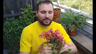 Propagating and Pruning my Lewisia Cotyledon [upl. by Icat]