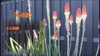 Timelapse Kniphofia Vuurpijl [upl. by Lered]