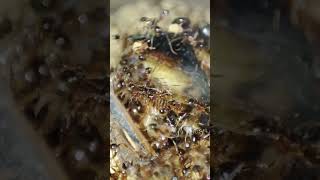 Pheidole noda colony BOOMING and loving cockroaches edsants antspecies weloveants antlife [upl. by Eldnek835]