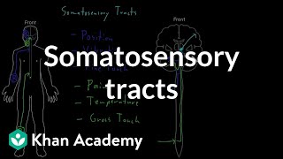 Somatosensory tracts  Organ Systems  MCAT  Khan Academy [upl. by Khichabia]