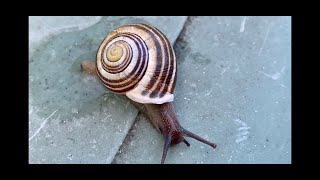 ⭐️Comment fabriquer une escargotière escargot [upl. by Enimsaj]