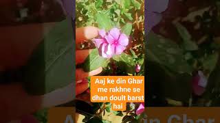 jai bhole nath flower [upl. by Anoek]