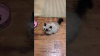 Persian Himalayan kitten meow [upl. by Yllom98]