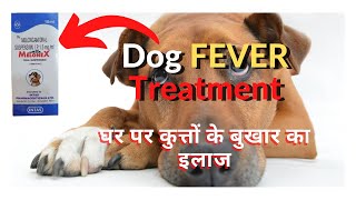 Dog pain and fever remedy  घर पर कुत्तों के बुखार का इलाज  Malonex oral suspension  NSID [upl. by Granese]