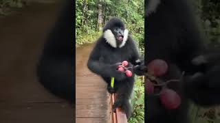 Lovely northern whitecheeked gibbon shorts [upl. by Aerdno]