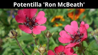 Potentilla Ron McBeath  Introduction [upl. by Hogarth]