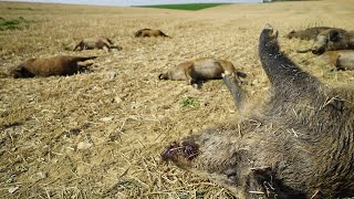 Massacre de sangliers à Senonges Vosges la Fédération des Chasseurs des Vosges porte plainte [upl. by Euqram797]