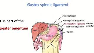 Anatomy of gastrosplenic ligament [upl. by Sankaran]