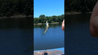 Pier fishing for bluegill [upl. by Korff]