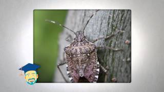 Ask the Pest Professor Stink Bugs [upl. by Atkins955]