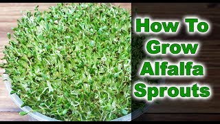 How To Grow Alfalfa Sprouts  3 EASY Steps 2019 [upl. by Knowle]