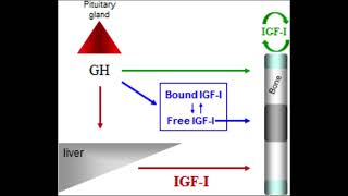 Growth Hormone amp IGF1 Release [upl. by Valeta]