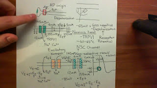 Physiology of Pain Sensation Part 6 [upl. by Elonore]