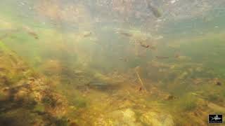 Feral Guppies and Swordtails in a small drainage in Brisbane City Queensland Australia [upl. by Hairahcez966]