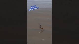 Pelamis platura shorts ecuador ocean pacific snake playa venomous wounded notaggressive [upl. by Cleopatra]