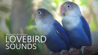 Lovebirds Chirping Sounds  Two Violet Fischers  Calm and Constant Sounds [upl. by Anrehs]