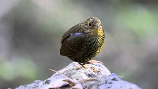 Scalybreasted Wren Babbler [upl. by Misaq]