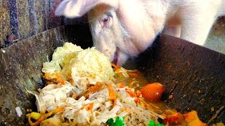 Sound on 🔊 cerdo comiendo  pig is eating slop malac moslék [upl. by Ule740]