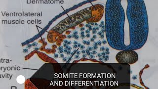 SOMITE DIFFERENTIATION [upl. by Arreic79]