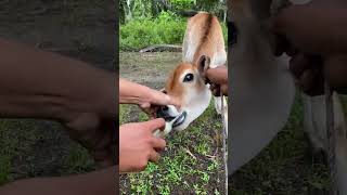 PEMBERANTASAN CACING UNTUK PERTUMBUHAN PEDET SECARA ORALviralshort animals cow [upl. by Aym]