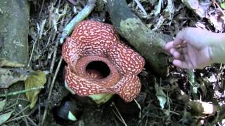 Rafflesia philippensis [upl. by Feeney]