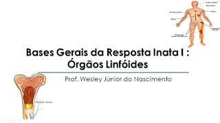 Aula 02 Imunologia Básica Órgãos Linfoides [upl. by Tabshey]