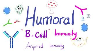 Humoral Immunity  The BLymphocytes  Immunology  Physiology [upl. by Gnos895]