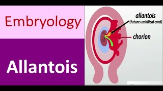 Allantois Anatomy Understanding Fetal Membrane Connections [upl. by Korwun836]