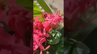 ixora coccinea flowers blooming mini ixora flowers plantsshortsshortsvideo ytshorts [upl. by Ludly589]