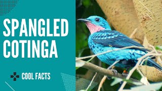 spangled cotinga facts 🦜 found in the canopy of the Amazon Rainforest in South America [upl. by Rinaldo]