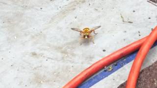 Hoverfly News Bee Mimics the Yellowjacket [upl. by Otanutrof]